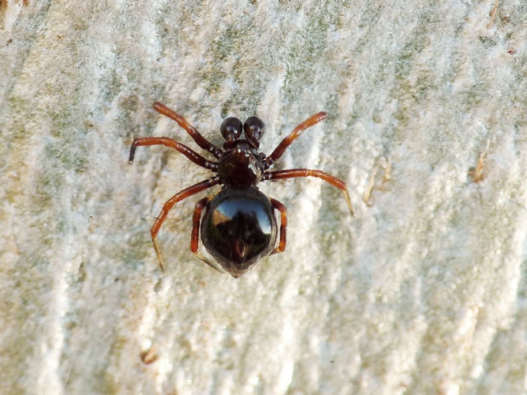 Salticidae - Cyrba algerina